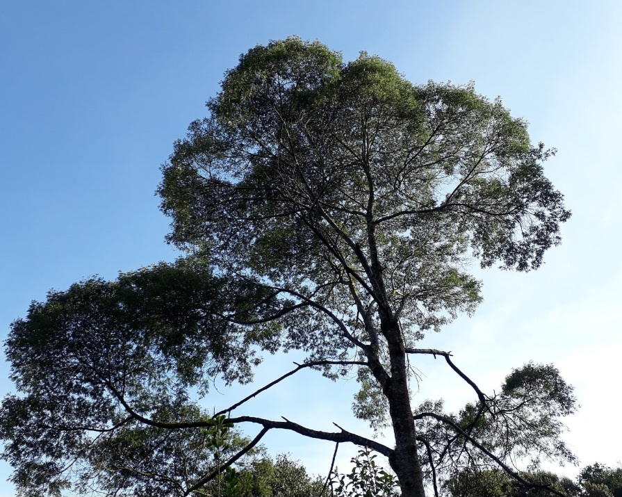 A dependência dessa árvore, do inseto e do clima do Planalto Sul fazem com que o mel de melato seja algo único no mundo — e impõe limites naturais à produção, o que acentua sua raridade e valor. 