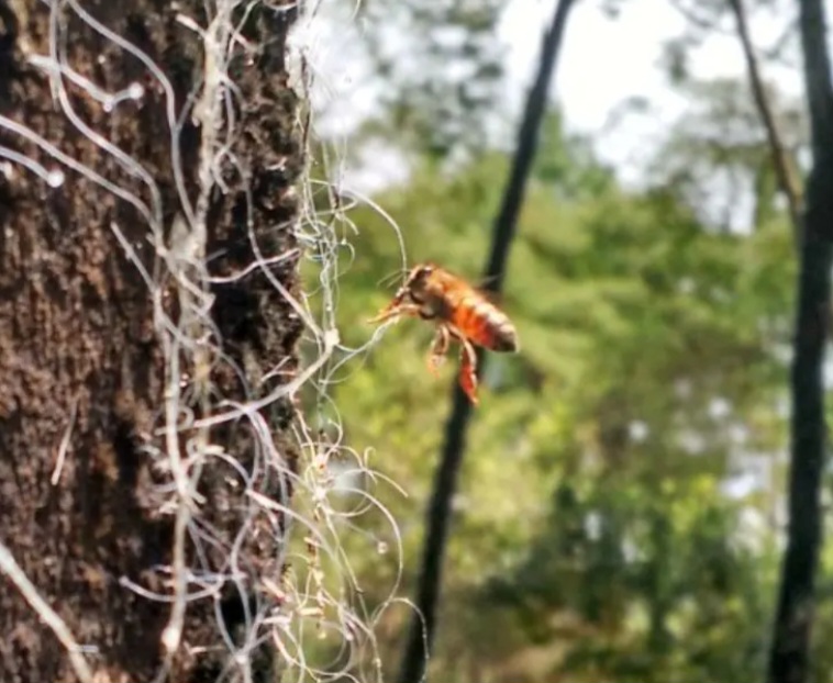 A sazonalidade da produção — associada ao ciclo da cochonilha que produz o melato — torna o melato raro; essa escassez soma-se à alta demanda internacional, elevando o preço. 