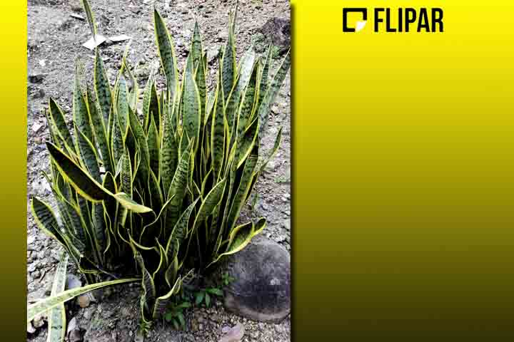 Planta espada de São Jorge - Também conhecida como espada de Iansã, é considerada um amuleto por muitos brasileiros. Posicionada ao lado da entrada de casas e comércios, teria o condão de afastar o mau-olhado e atrair boas energias. 
