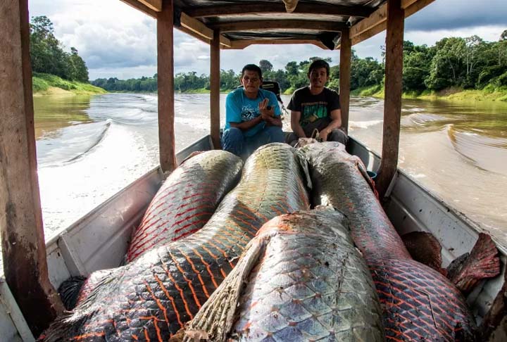 A espécie é valorizada na aquicultura por crescer rapidamente, resistir bem ao manejo em viveiros e oferecer carne de qualidade, sem espinhas.