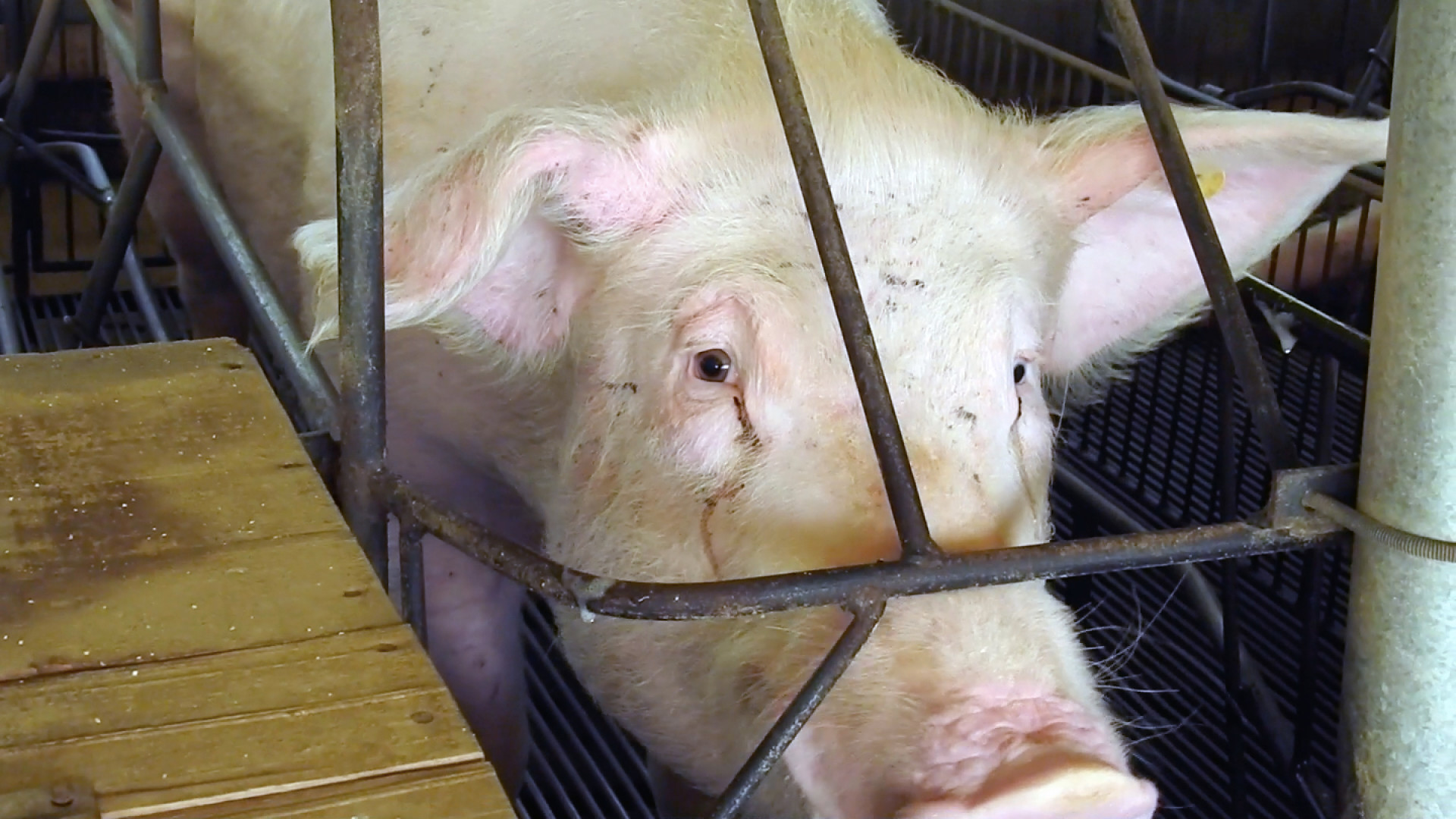 ￼ABATEDOUROS de porcos investigados revelaram ambiente de terror (Foto: Mercy for Animals)