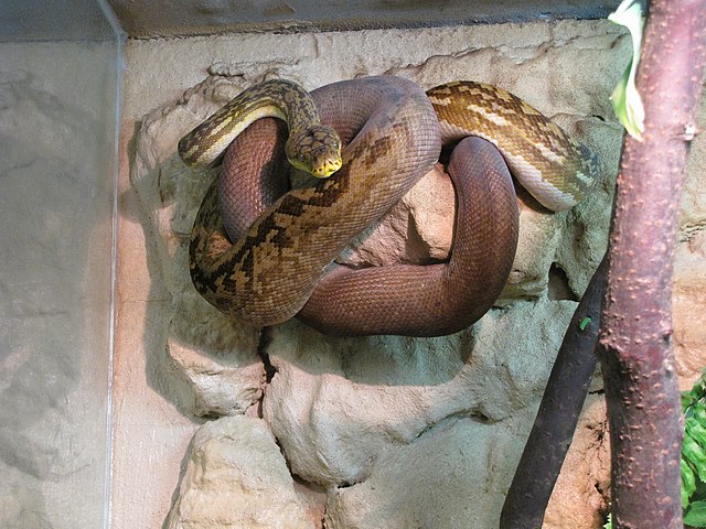 Essa espécie de serpente, a píton, é exótica no Brasil e pode causar desequilíbrio ambiental. Um perigo. Natural da Ásia, ela é considerada uma ameaça a outras espécies. E, pra piorar, a píton é capaz de se reproduzir sozinha.