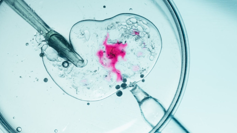 Fertilização in Vitro: 8 informações essenciais para entender o tratamento 