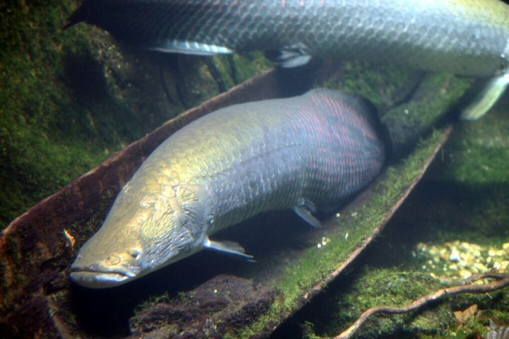 A corporação alerta que, por se tratar de uma espécie predadora de grande porte sem rivais naturais nessas novas regiões, ela representa uma ameaça à fauna aquática nativa.