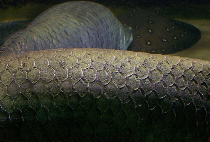 Sobre a anatomia do pirarucu, suas escamas são tão duras que servem como proteção natural contra predadores, inclusive piranhas.
