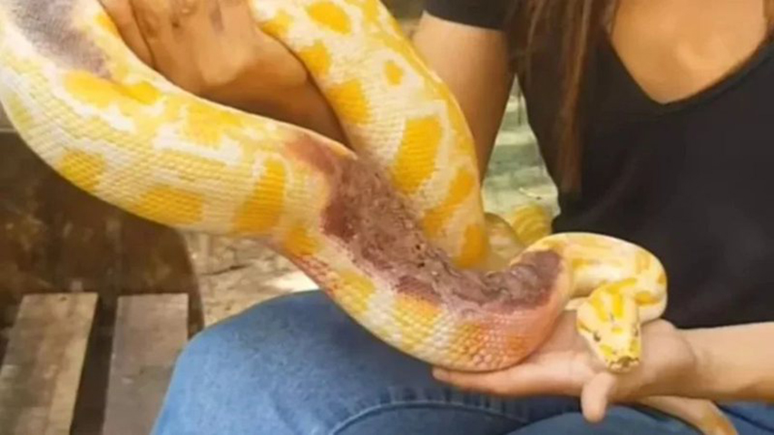 Em junho de 2022, um outro episódio envolveu uma píton no Brasil. Uma cobra dessa espécie foi encontrada abandonada, dentro de uma sacola, na cidade de Marabá, no Pará. 