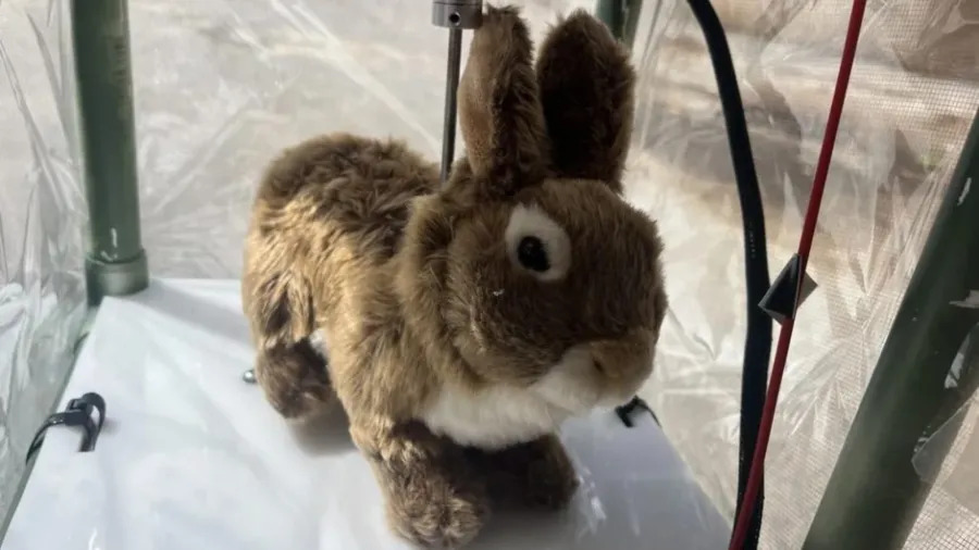 Cada unidade, avaliada em cerca de 21 mil reais, conta com câmeras, sensores e funcionamento por energia solar. A tecnologia tem se mostrado eficaz no combate a uma infestação que já eliminou quase toda a população de pequenos mamíferos da região.