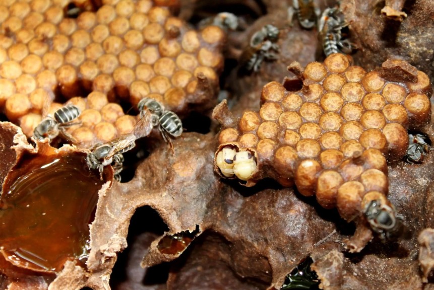 Por sinal, o Brasil também tem abelhas consideradas únicas em determinada região. Pesquisa do Rede Biota Cerrado, financiada pelo CNPq, descobriu abelhas que só existem na Chapada dos Veadeiros. 