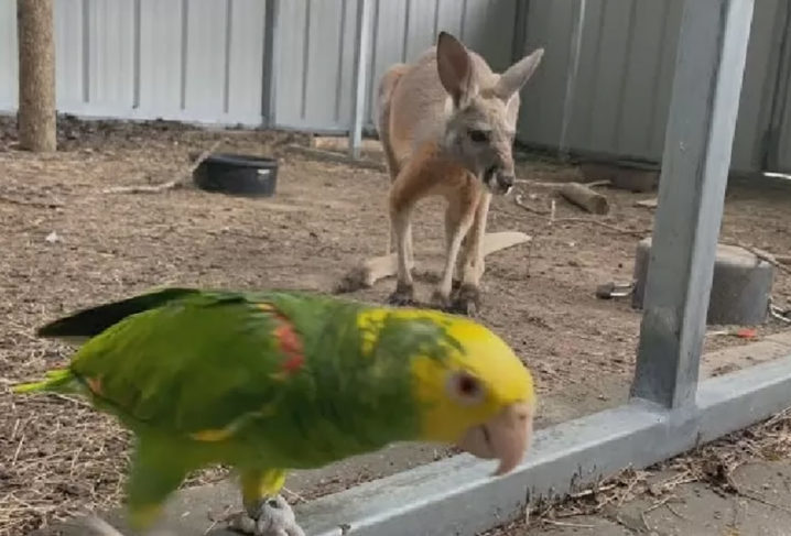 Segundo o casal, foi Thor que soltou Baxter. Olha a jaula aberta e o canguru correndo, pimpão. Algumas aves são consideradas inteligentes e os papagaios estão incluídos nesta seleta lista. Veja quais são as 5 aves falantes consideradas as mais espertas do planeta!