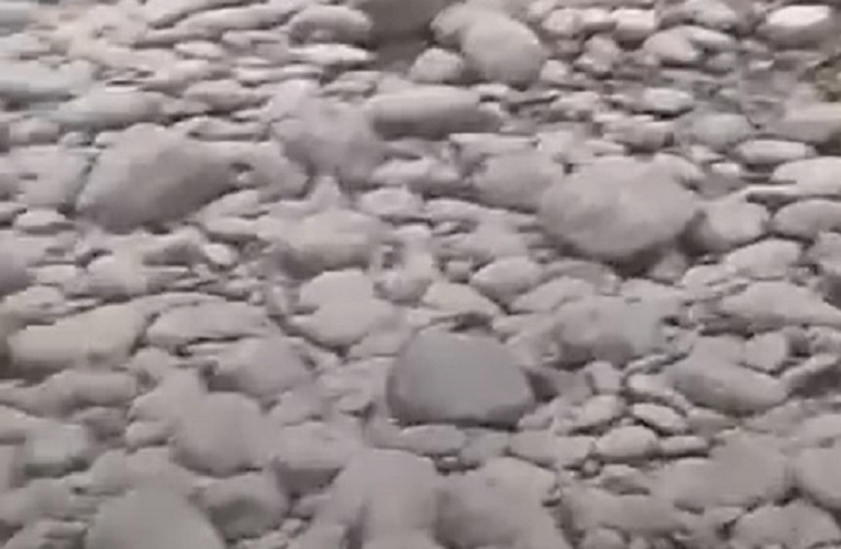 Os crocodilos engolem pedras, chamadas gastrolitos, para ajudar na digestão e equilibrar o corpo ao nadar. Isso é comum entre os maiores exemplares.
