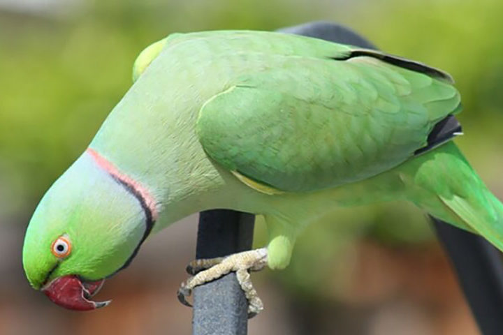 Periquito-de-colar indiano - Tem cores vibrantes e uma plumagem no pescoço que dá impressão de colar. Mede cerca de 40 cm.  A envergadura das asas pode chegar a 50 cm. Vive até 60 anos. 