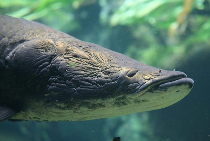Hoje, o peixe amazônico já aparece em rios de cinco Estados longe de seu habitat original: São Paulo, Bahia, Minas Gerais e regiões pantaneiras de Mato Grosso e Mato Grosso do Sul. 