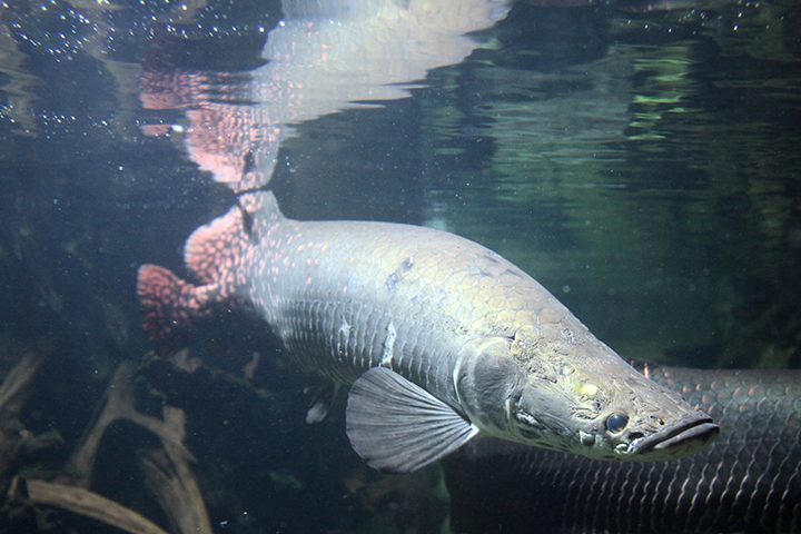 O pirarucu está entre os maiores peixes de água doce do mundo, podendo alcançar mais de três metros e pesar até 200 quilos.