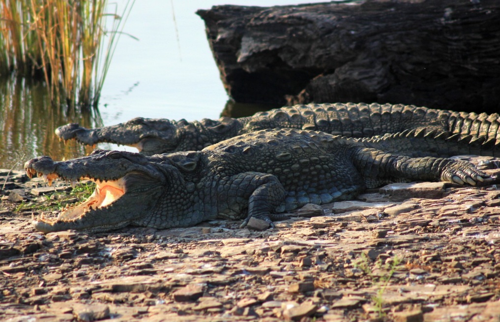 Crocodilos vivem na África, Ásia, Austrália e Américas Central e do Sul. Habitam rios, pântanos e estuários.
