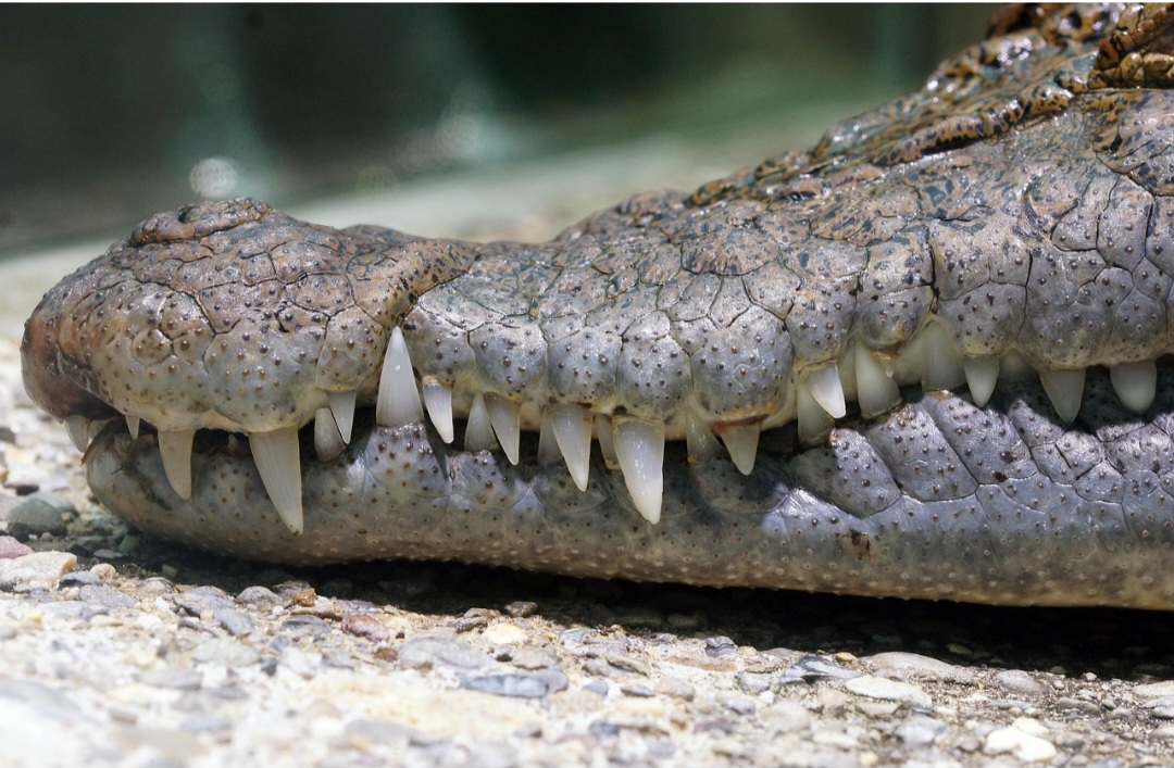 Esses répteis possuem cerca de 60 a 70 dentes afiados, que são constantemente renovados ao longo da vida. Esses dentes são perfeitos para agarrar e segurar a presa.