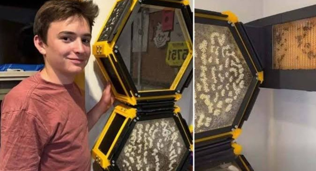 Abelhas sempre dão o que falar. No Reino Unido, recentemente, um adolescente britânico de 13 anos adaptou  o seu próprio quarto para fazer a criação de abelhas.