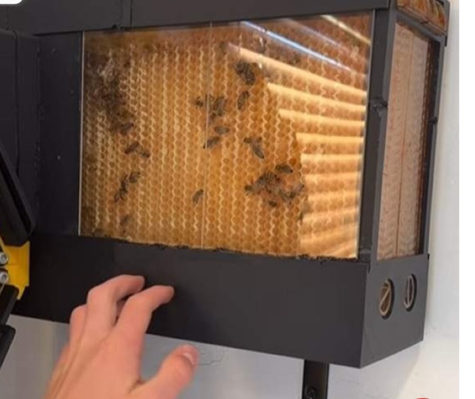 O sistema inspirado em compartimentos herméticos de submarinos permite que as abelhas entrem e saiam livremente por uma conexão com a janela sem invadir o quarto.