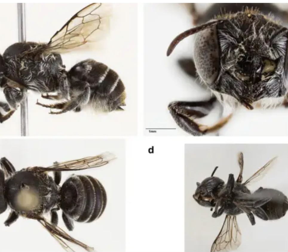 Os cientistas destacam que a espécie pode estar em risco por depender apenas de um tipo de planta em perigosa área de mineração, o que evidencia a urgência em mapear e proteger as abelhas nativas. 