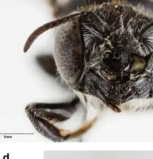  O estudo foi publicado no Journal of Hymenoptera Research,  revista científica internacional especializada no estudo da ordem de insetos que inclui abelhas, vespas, formigas e marimbondos.