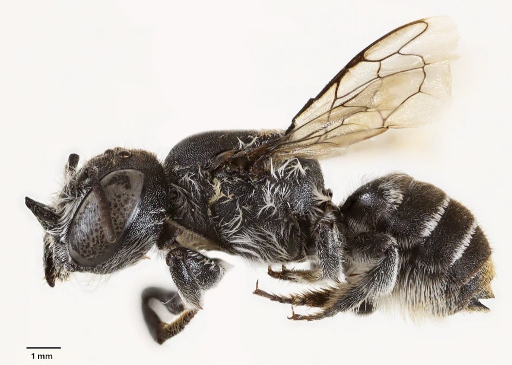 Uma nova espécie de abelha foi identificada na região de Bremer Ranges, Austrália Ocidental, e recebeu o nome de Megachile lucifer devido aos pequenos “chifres” altamente marcantes nas fêmeas.

