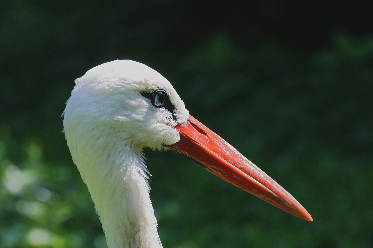 Por lá, achavam que a noite das cegonhas acontecia no começo de abril. É a ocasião do acasalamento delas, visto que embora sejam aves diurnas, elas se acasalam somente à noite.