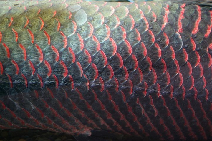 Culturalmente, o pirarucu tem grande importância para as populações ribeirinhas da Amazônia. No passado, suas escamas já foram até utilizadas como lixas de unha!