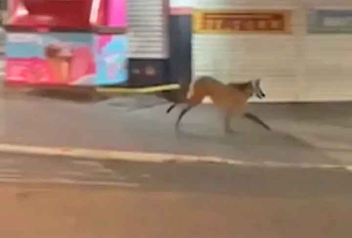 Recentemente, aliás, um lobo-guará foi visto no centro da cidade de Caçapava, no interior do estado de São Paulo. O FLIPAR mostrou e republica para quem não viu.