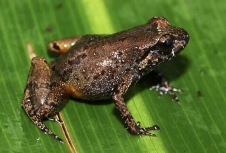 Uma curiosidade é que o sapo-fedorento (Aromobates nocturnus) permaneceu desconhecido pela ciência até ser identificado em 1991, na Venezuela. 