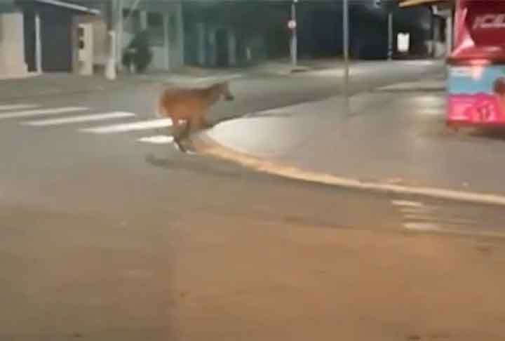A moradora, surpreendida com a presença da espécie em área urbana disse, ainda, que percebeu a presença de uma viatura da Polícia Militar nas proximidades, monitorando o passeio do animal até que ele se afastasse para uma área de mata.  
