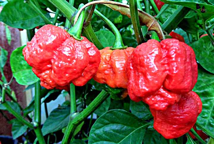 É reconhecida pela sua aparência única e extrema picância. A Moruga Scorpion atrai a atenção de produtores de molhos picantes de todo o mundo.