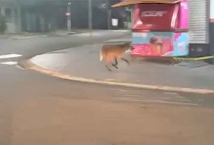  Lobo-guará é flagrado na rua 