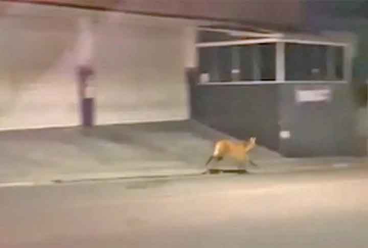 O flagrante foi registrado por volta das 22h30 do dia 10 de setembro. E chama atenção por mais um animal selvagem em área urbana no Brasil.