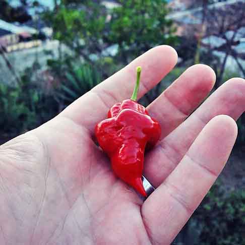 Naga Viper (1.349.000 SHU)- Resultado da mistura de diferentes pimentas, já conquistou o título de pimenta mais quente do mundo pelo Guinness World Record em 2011.
