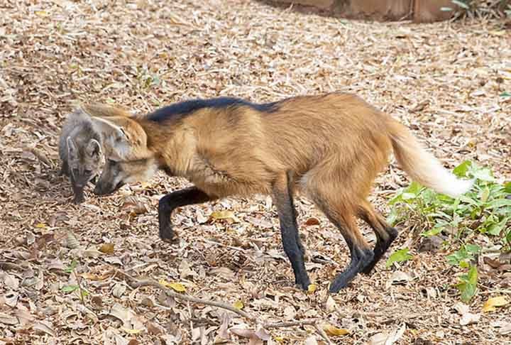 O lobo-guará, no entanto, é protegido contra caça em todos os países onde a espécie é registrada. Ambientalistas também tentam eliminar superstições. Na Bolívia, há quem acredite que montar uma sela feita de pele de lobo-guará afasta a má sorte.