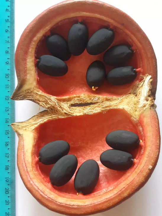 Essa fragrância intensa serve na natureza para atrair moscas e abelhas, que atuam como polinizadores essenciais para sua reprodução. Apesar do cheiro forte, as sementes da árvore podem ser torradas e consumidas como castanhas ricas em óleo, com efeitos diuréticos, antifúngicos, anti-inflamatórios, antiparasíticos, antibióticos e antivirais,  reconhecidos por estudos da UFRJ e da UENF