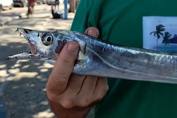 Um incidente ocorrido em janeiro de 2025 é lembrado até hoje por evidenciar algo raro de acontecer nas praias: sete banhistas foram feridos por um cardume de peixe-espada na Praia da Baleia, em Rio das Ostras, no Rio de Janeiro.