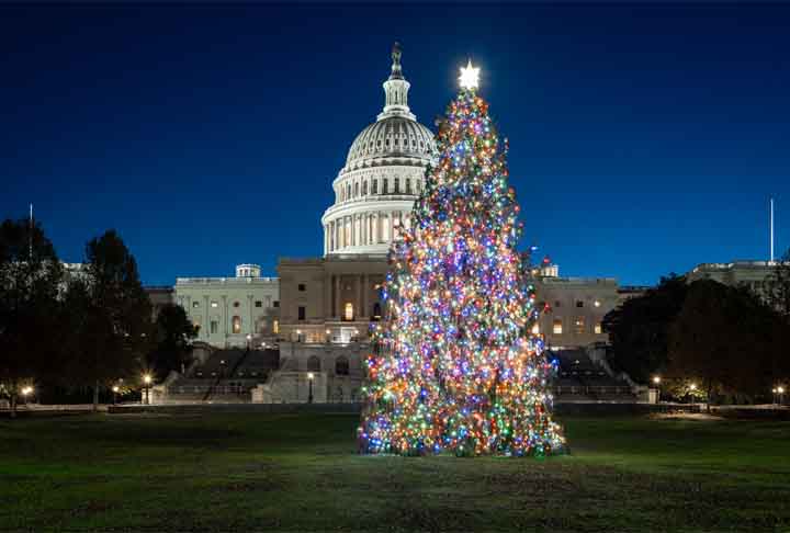 Todos os anos, uma Floresta Nacional dos Estados Unidos fornece a chamada “Capitol Christmas Tree”, que é instalada em frente ao Capitólio, em Washington, D.C. Essa tradição começou em 1964 e é coordenada pelo Serviço Florestal dos EUA (U.S. Forest Service).