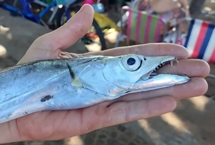 A recomendação é evitar movimentações bruscas quando se deparar com cardumes, aconselhou o biólogo Jhones Poubel.As vítimas tiveram cortes de 6 a 8 centímetros nos pés ou pernas, foram atendidas no Pronto-Socorro, suturadas e liberadas, sem necessidade de internação.