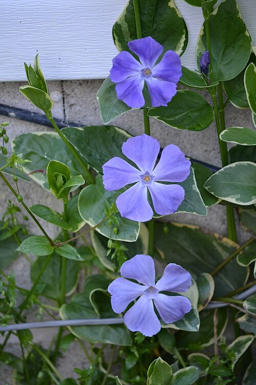 Escolher espécies que florescem o ano inteiro garante um jardim sempre colorido, sem depender das estações.