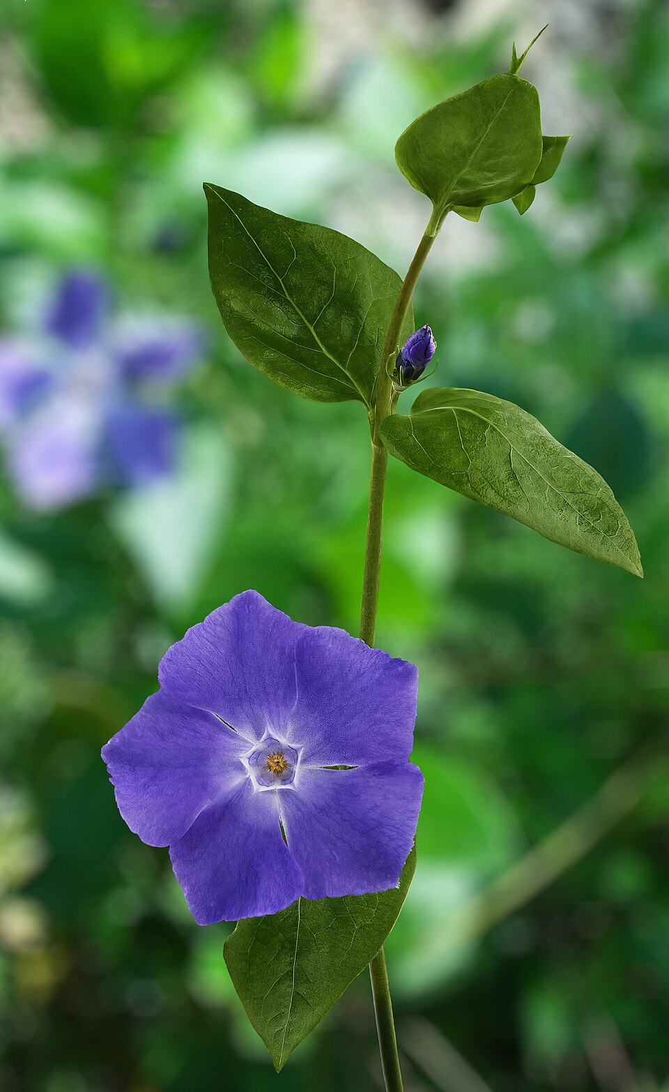 Nativa de Madagascar, a vinca hoje é encontrada em zonas tropicais e subtropicais ao redor do mundo.
