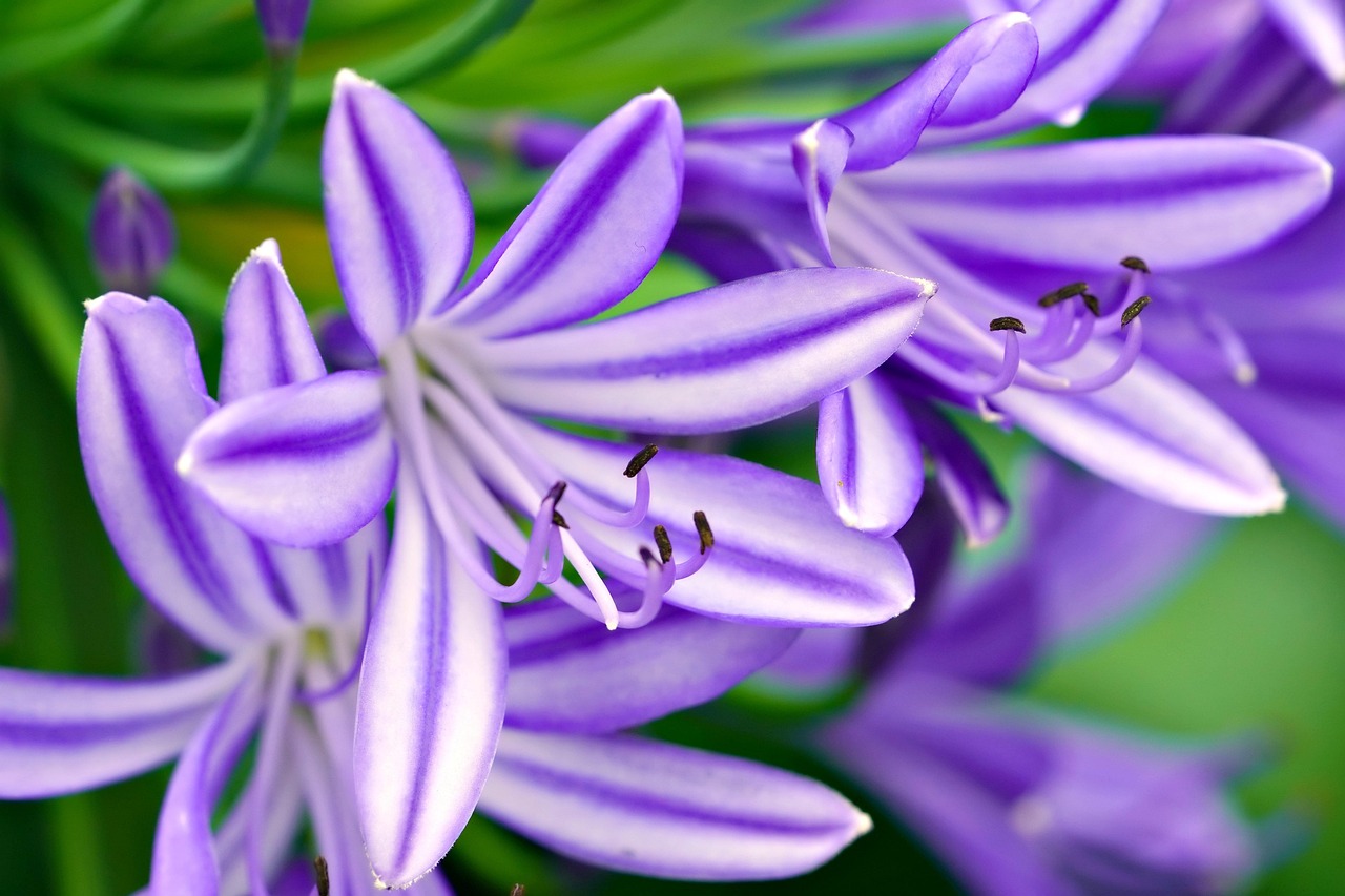 O tamanho dos lírios pode variar bastante dependendo da espécie, desde plantas mais compactas até aquelas que atingem alturas consideráveis. 