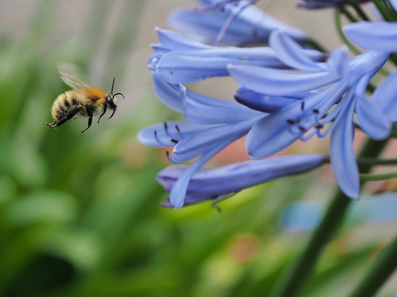Eles podem ser cultivados em jardins, vasos e até mesmo em ambientes internos, desde que recebam a quantidade de luz e água adequadas. 