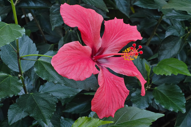 Hibisco-anão - Compacto, produz flores vistosas quase diariamente, mesmo em espaços pequenos.