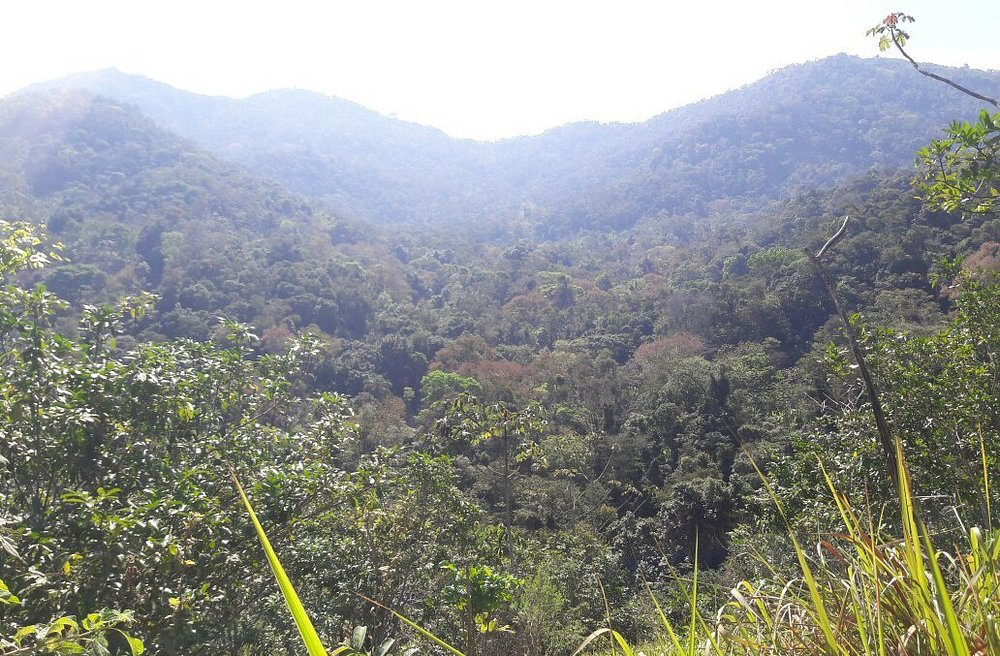 A longevidade do Jequitibá-rosa é atribuída, além de sua localização, à espécie resistente e condições ambientais favoráveis. Estudos indicam que ele pode viver ainda por séculos. Sua preservação é prioridade para a gestão ambiental do Rio de Janeiro.