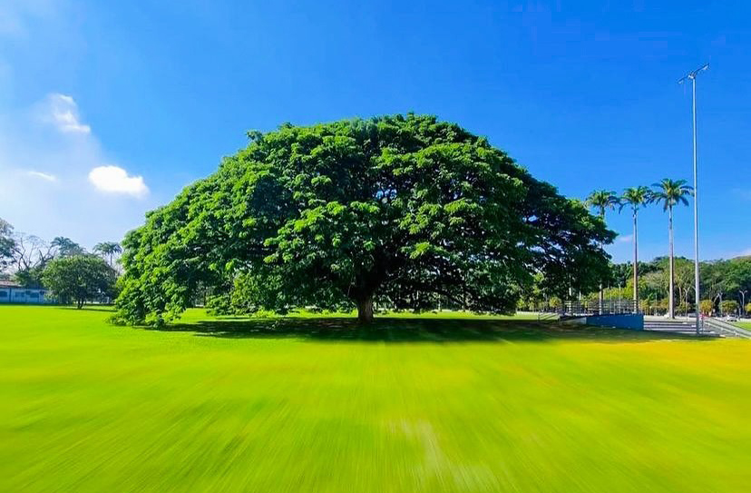 Foi reconhecida oficialmente pelo RankBrasil como a maior árvore urbana do país em 2017. O título reforça sua importância ecológica e cultural. A árvore é motivo de orgulho para os moradores de São José dos Campos.