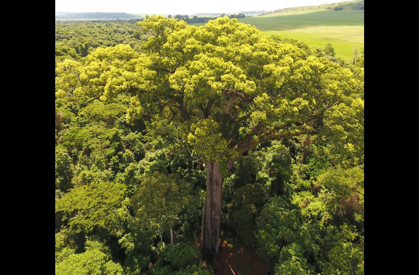 O Brasil abriga árvores monumentais que impressionam pela idade, tamanho e valor ecológico. O Jequitibá-rosa, no Rio de Janeiro, e a Chorona, em São José dos Campos, são símbolos vivos de resistência urbana. Suas histórias revelam o poder da natureza em meio ao ambiente urbano.

