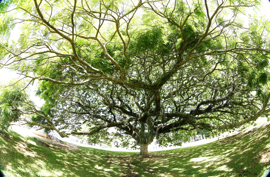 A copa da Chorona abriga diversas espécies de aves, insetos e pequenos mamíferos, funcionando como um ecossistema urbano. A árvore contribui para o equilíbrio climático. Sua presença melhora a qualidade do ar e reduz a temperatura local.