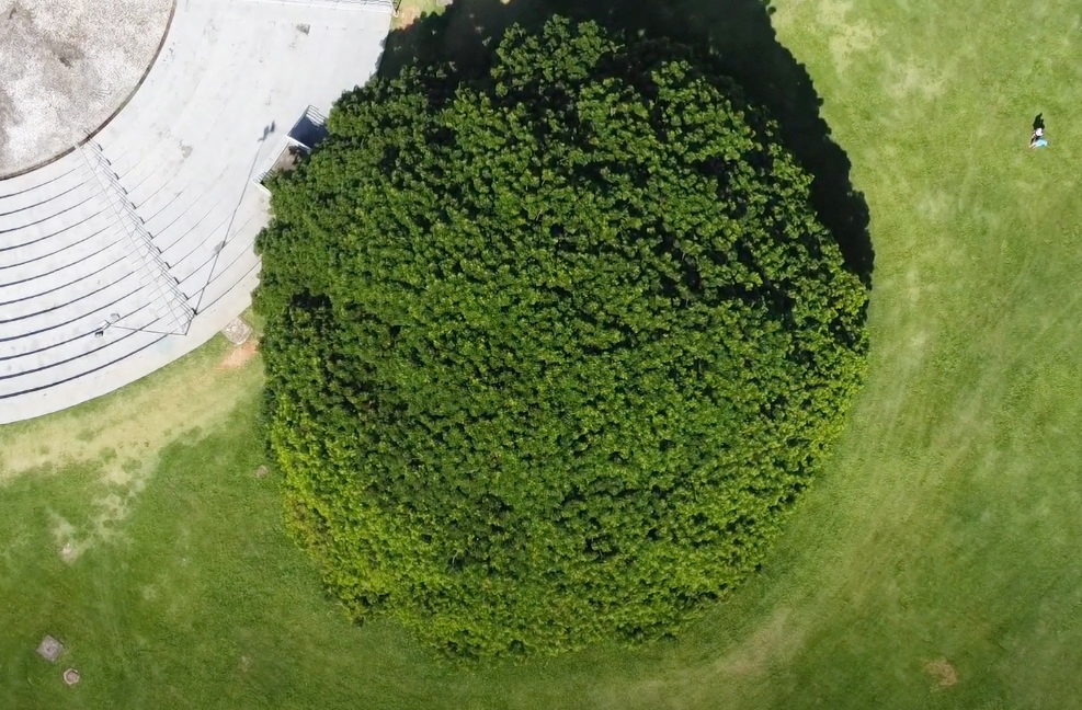 Essas gigantes verdes nos lembram que preservar é resistir. Que suas raízes profundas continuem inspirando gerações a cuidar da vida, da memória e do planeta que compartilhamos.