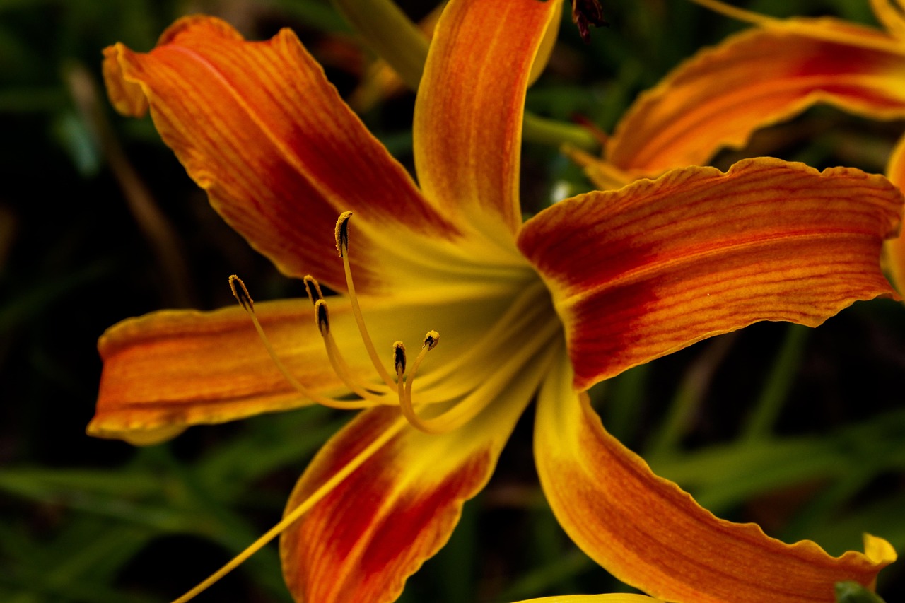 O lírio é conhecido por suas folhas grandes e pouco ásperas, e suas flores podem apresentar uma grande variedade de cores, incluindo branco, rosa, amarelo e laranja. 
