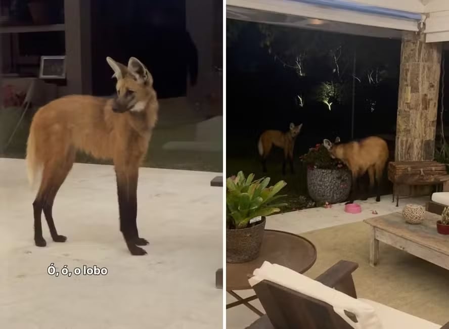 Dois lobos-guará surpreenderam o paisagista Marcel Rodrigues Barbosa ao aparecerem no jardim de uma casa em Paraíba do Sul, na região serrana do Rio de Janeiro. Os animais, afinal, foram filmados 
